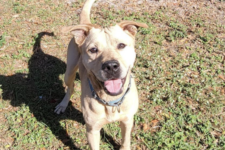 Shelter dog of the week: Prince